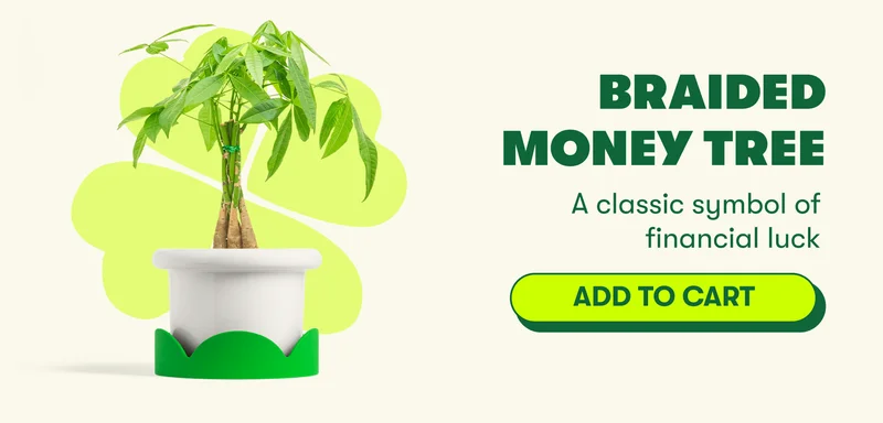 Braided Money Tree A classic symbol of financial luck  [ADD TO CART]