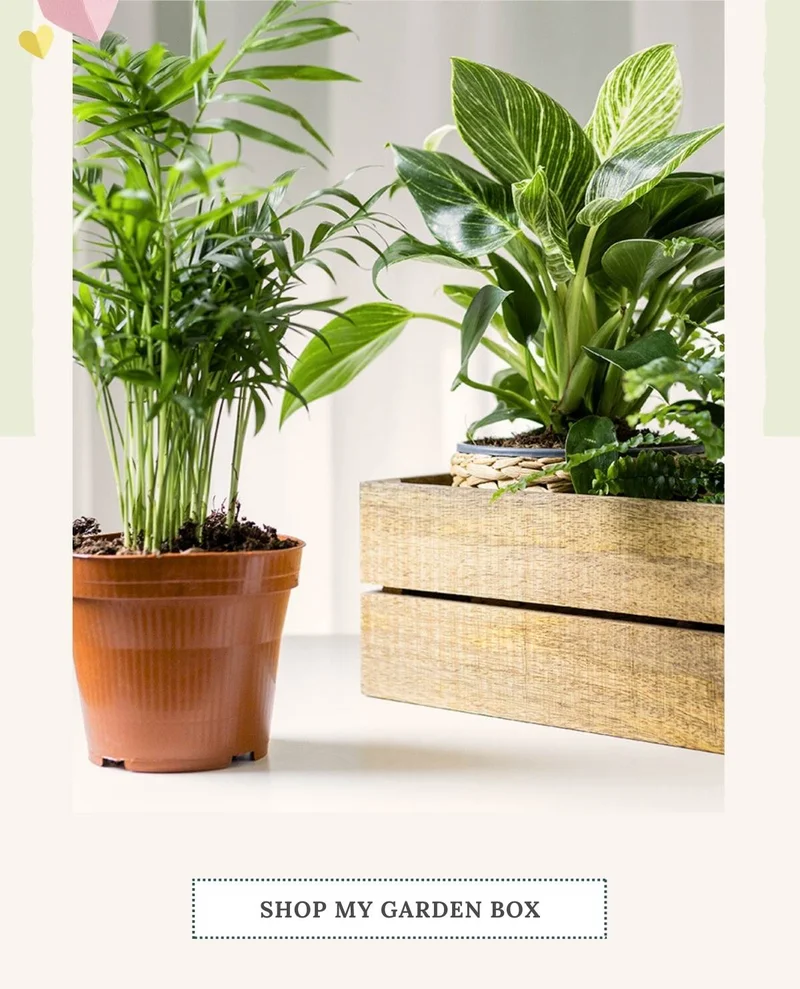 My Garden Box
