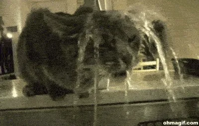 A cat sticks its head under a faucet of water