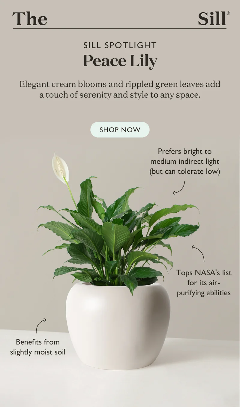 Elegant cream blooms and rippled green leaves add a touch of serenity and style to any space. Shop the Peace Lily