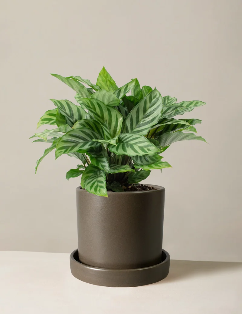 Image of Calathea Freddie