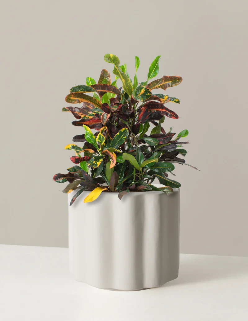 Image of Large Corkscrew Croton