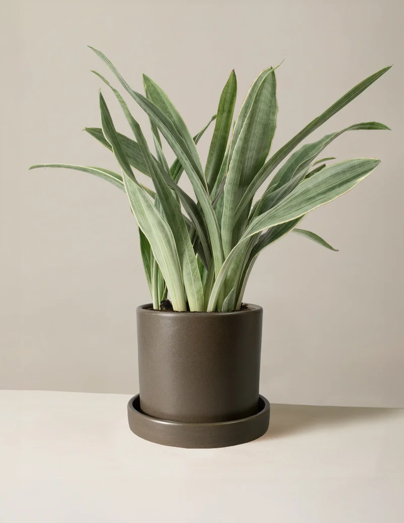 Image of Snake Plant ‘Sayuri’