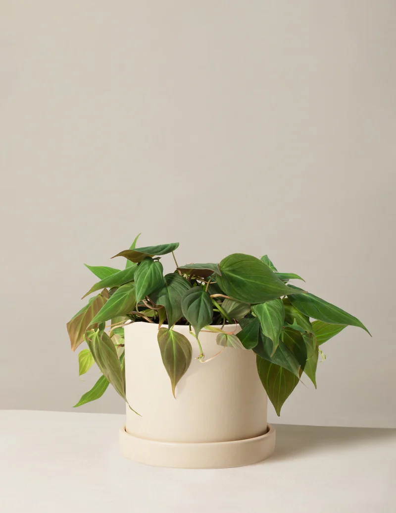 Image of Philodendron Micans