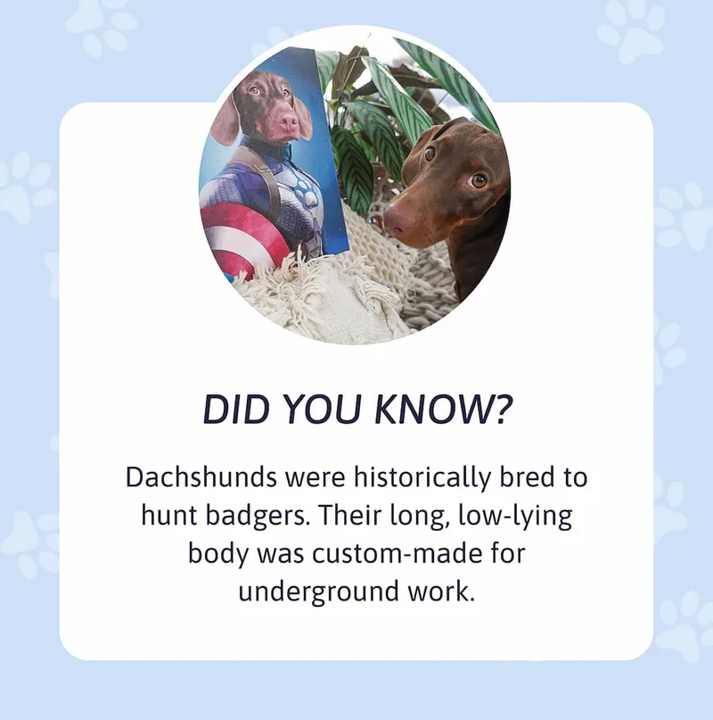 Did You Know? Dachshunds were historically bred to hunt badgers. Their long, low-lying body was custom-made for underground work.