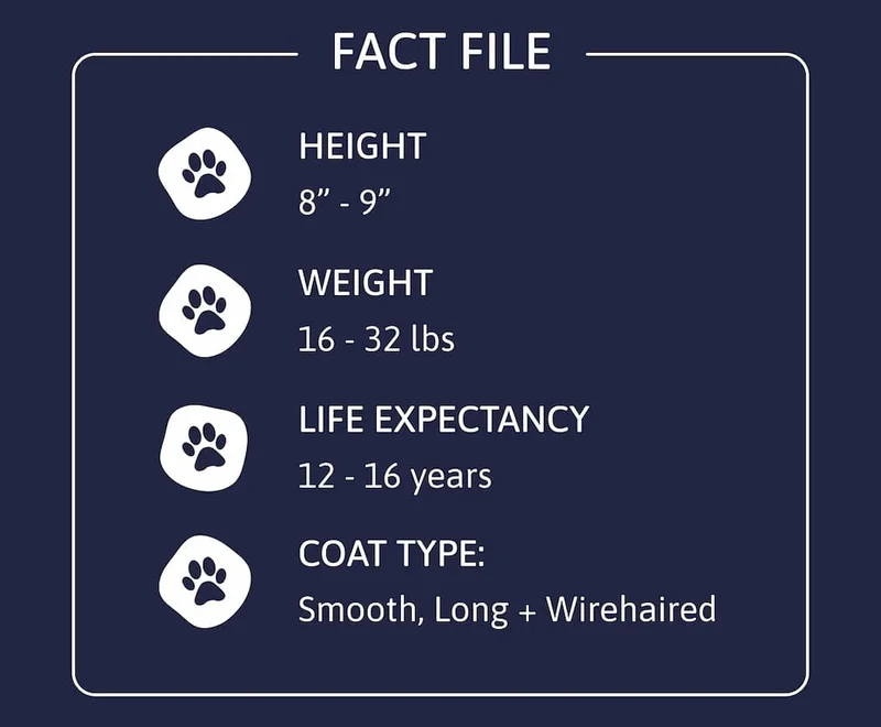 Fact File. Height: 8" - 9" Weight: 16 - 32 lbs Life Expectancy: 12 - 16 years Coat Type: Smooth, Long + Wirehaired