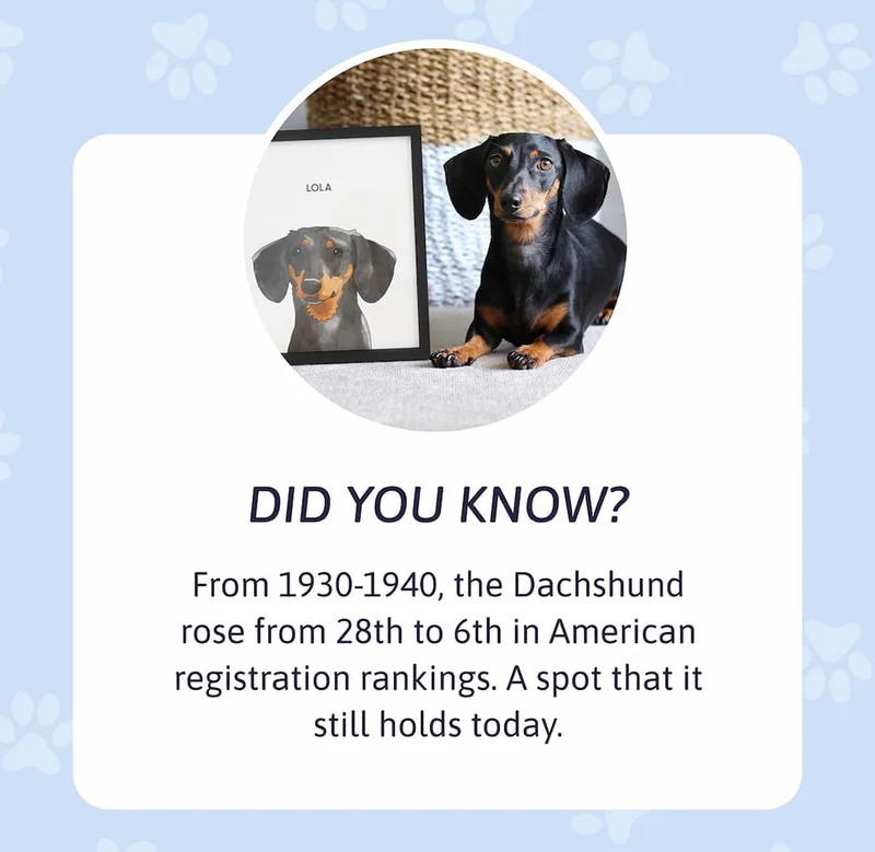 Did You Know? From 1930-1940, the Dachshund rose from 28th to 6th in American registration rankings. A spot that it still holds today.
