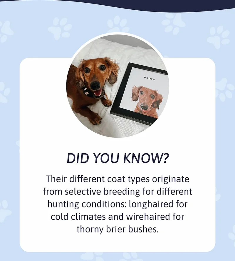 Did You Know? Their different coat types originate from selective breeding for different hunting conditions: longhaired for cold climates and wirehaired for thorny brier bushes.