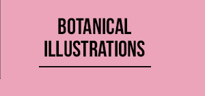 Botanical Illustrations