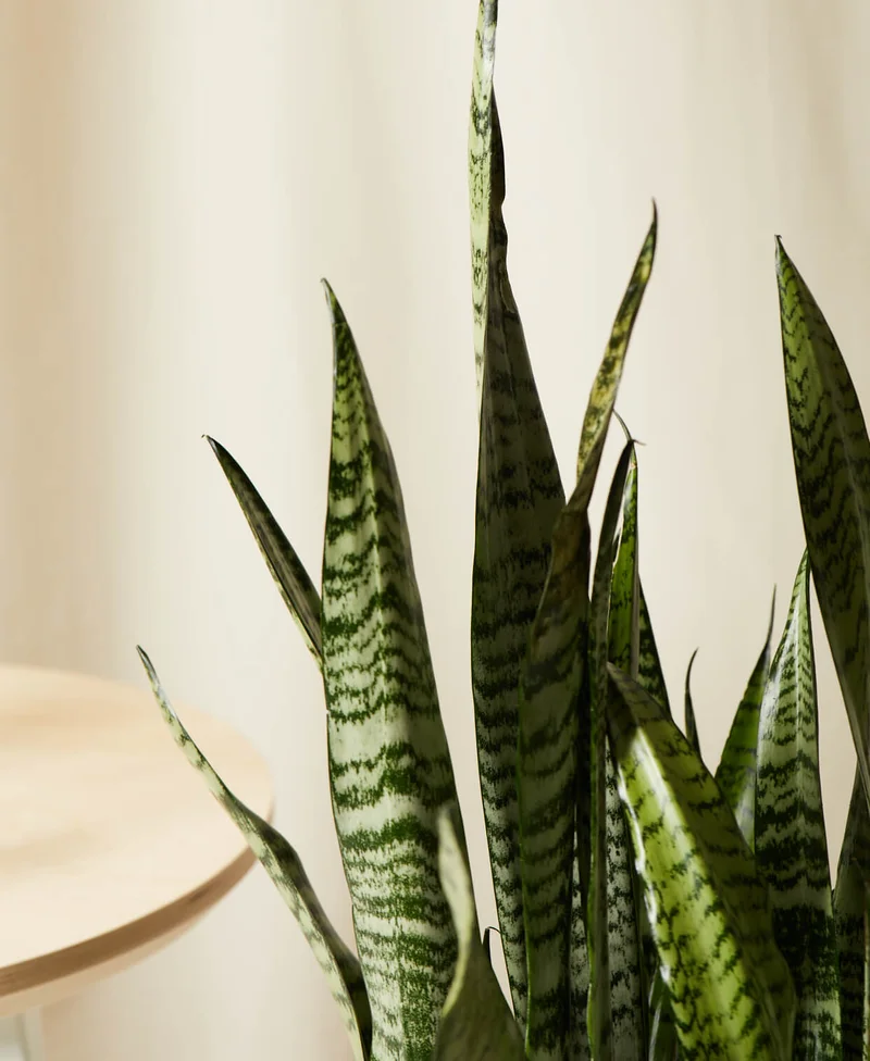 sansevieria detail