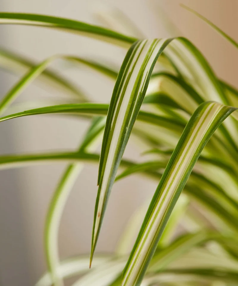 spider plant