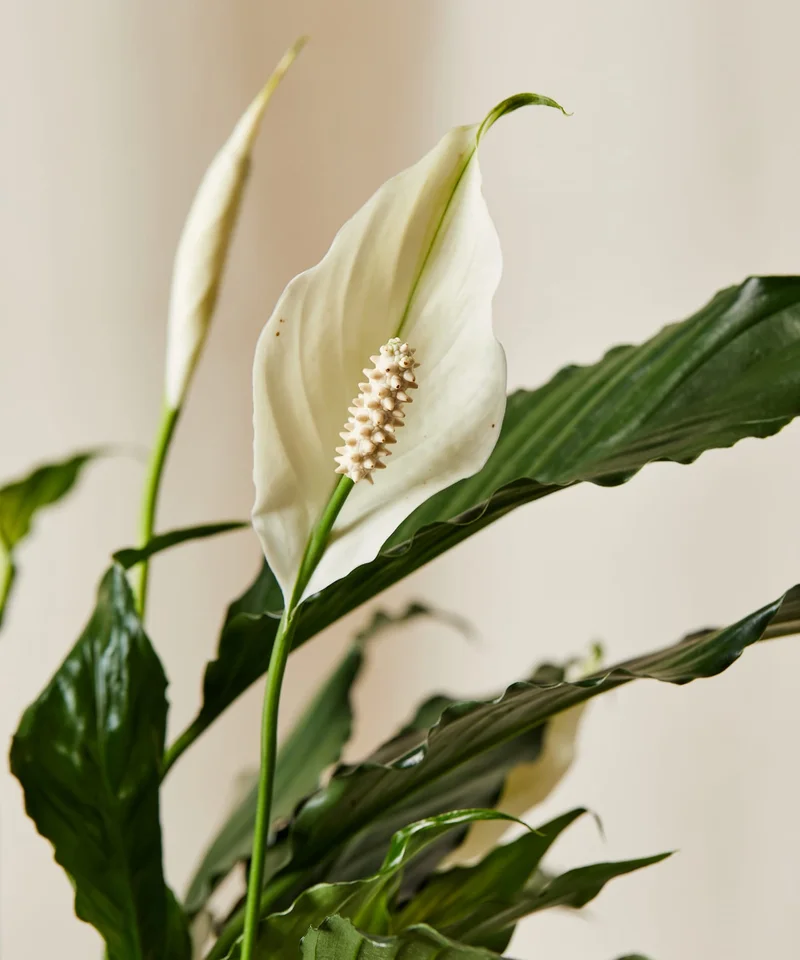 peace lily detail