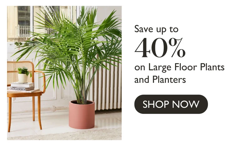 Save up to 40% on Large Floor Plants and Planters
