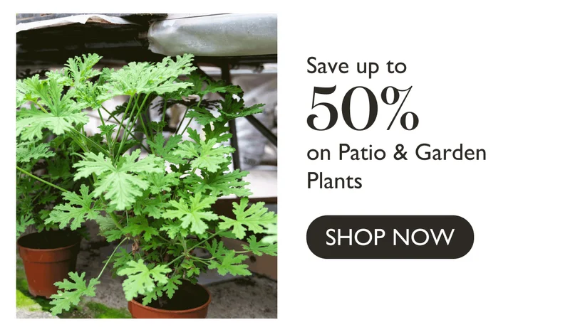 Save up to 50% on Patio and Garden Plants
