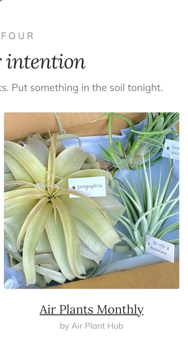 Air Plants Monthly