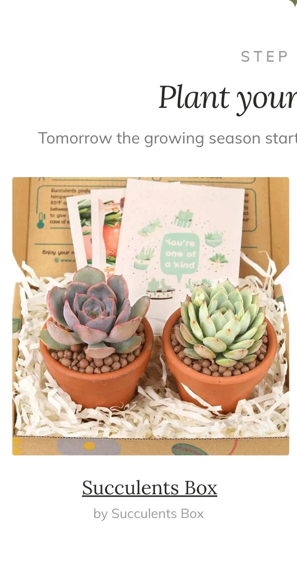 Organically Grown Succulents Box