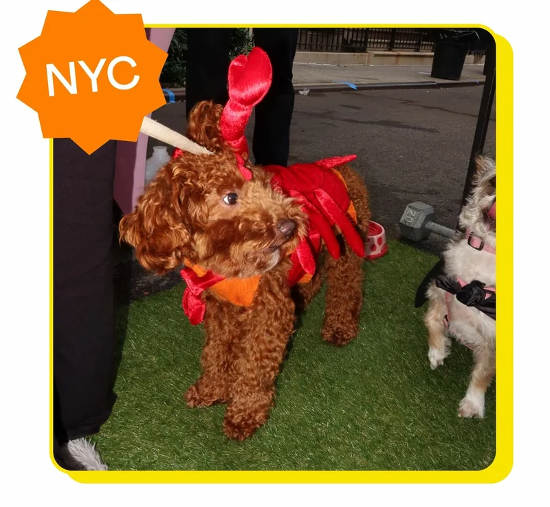 Photo: Doodle dog dressed up as a lobster with Orange "NYC" Star Badge overlayed.