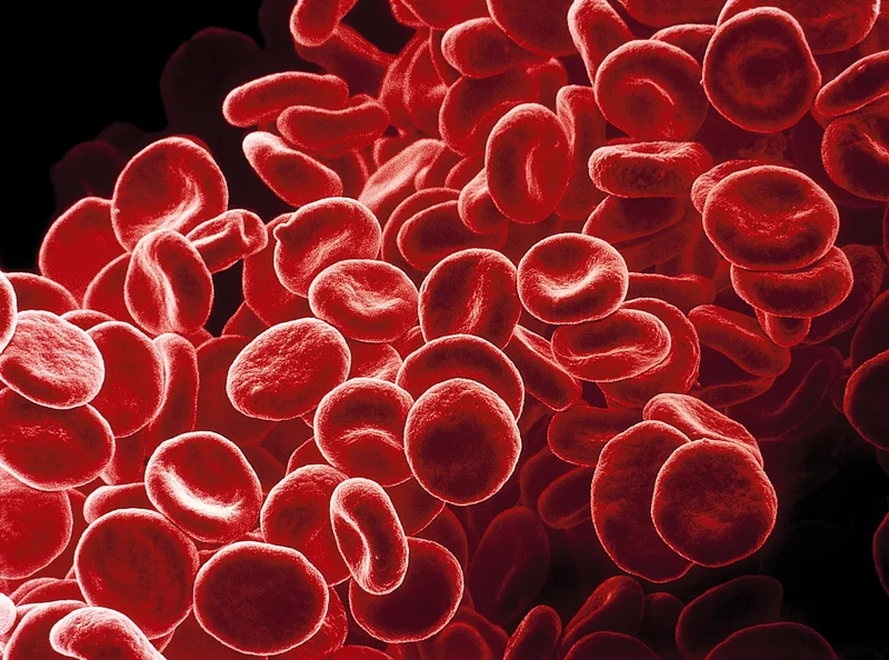 Hemoglobin within red blood cells (seen here in a colored scanning electron micrograph) allow them to transport oxygen and carbon dioxide waste between the lungs and every cell of the body. Iron is an essential component of hemoglobin, and without sufficient levels, the body struggles to meet the oxygen demands of cells.