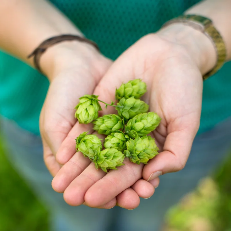 Hops plants provide beer with its signature taste and aroma, and studies in cells and animals hint that some hops compounds could bring health benefits for humans.