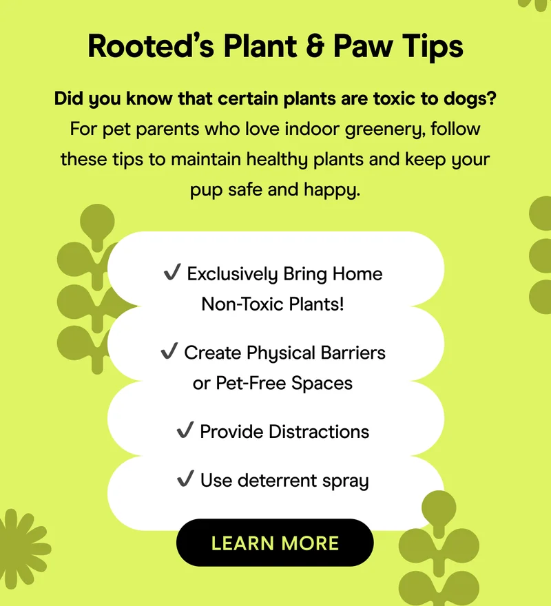 Rooted - Learn More
