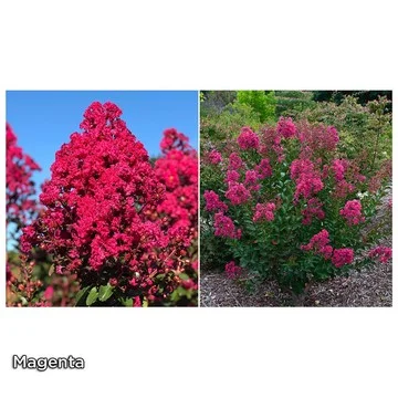 Roberta's 1-piece Dwarf Hardy Crape Myrtle Shrub