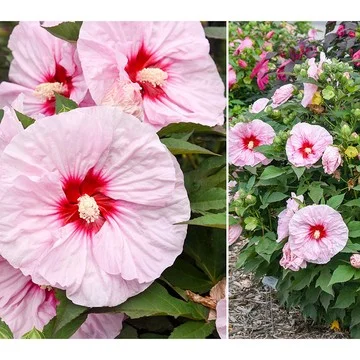 Phillip Watson Designs 2pc Summerific Hardy Hibiscus Bareroots