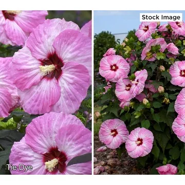 Cottage Farms Hardy Giant Hibiscus Bareroot