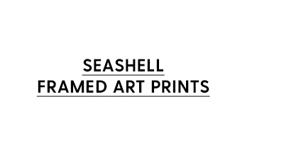 Seashell Framed Art Prints