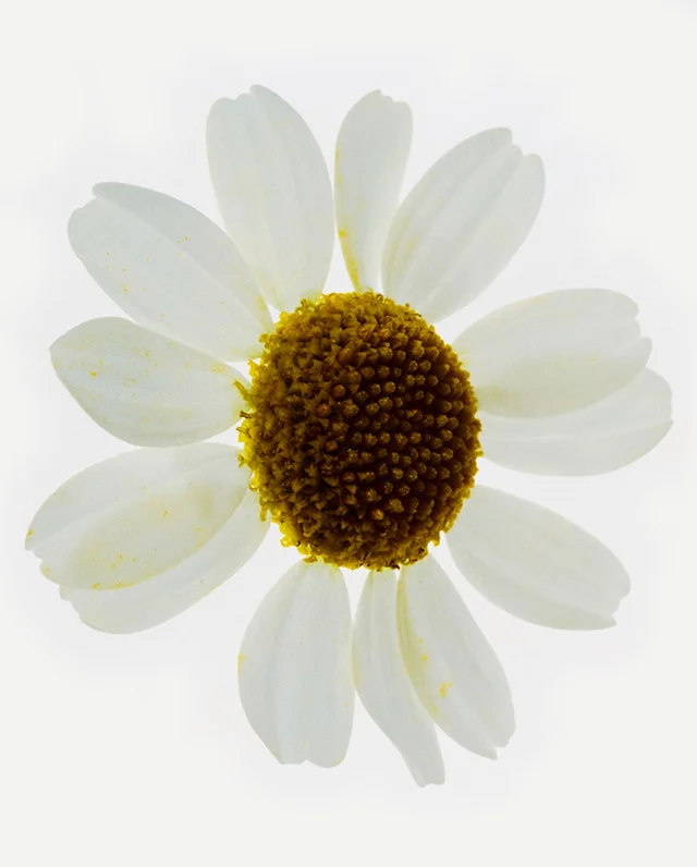 Camomile