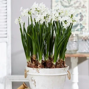 10% Off Select Plant Bulbs