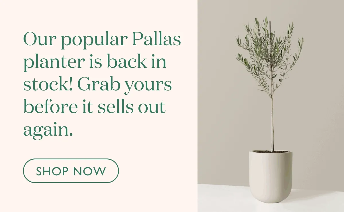 Our popular Pallas planter is back in stock! Grab yours before it sells out again.