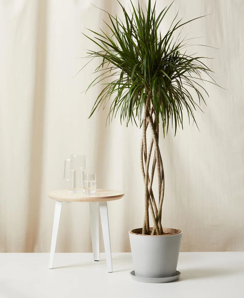 Image of Dracaena Marginata Open Weave