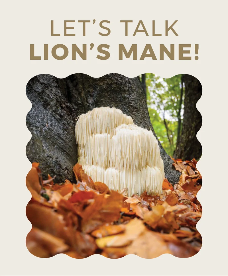Let's talk lion's mane