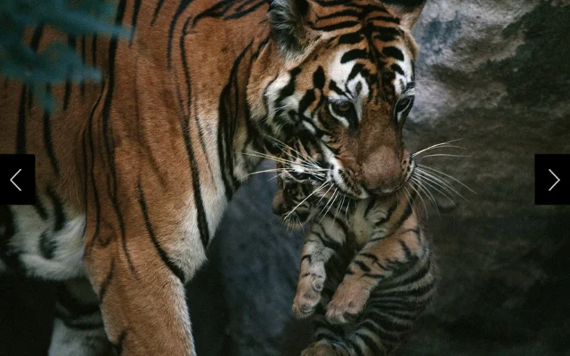 Sita the tiger carries a cub to her den.