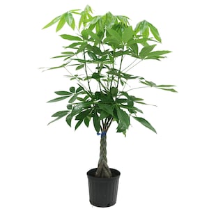 Up to 25% Off Select House Plants