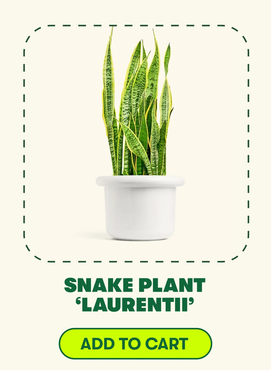 Snake Plant Laurentii