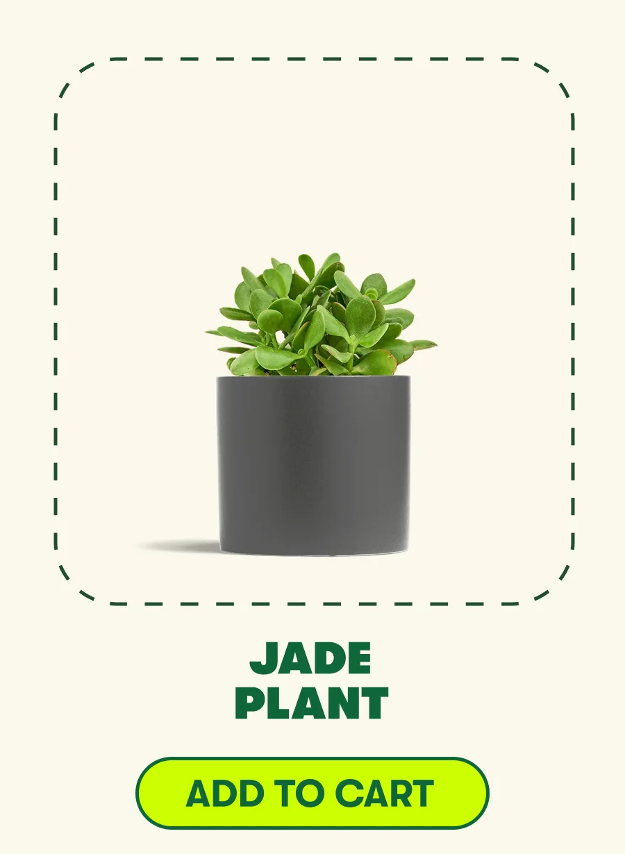 Jade Plant