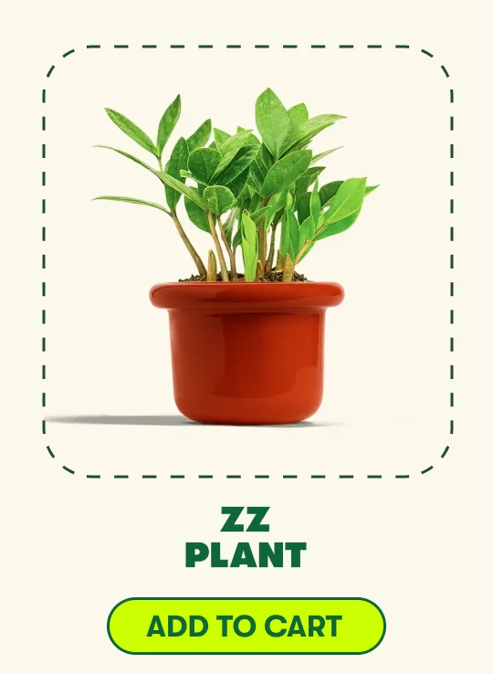 ZZ Plant
