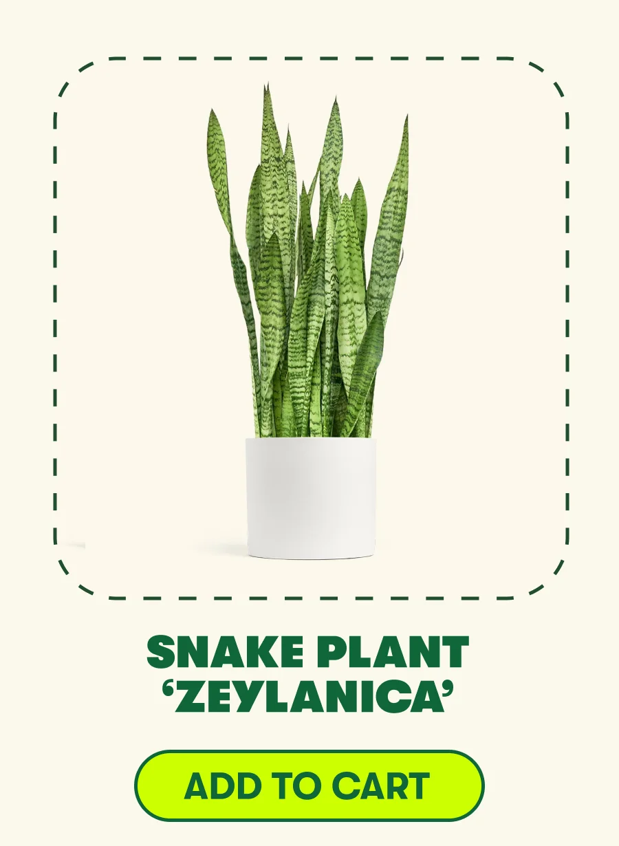 Snake Plant Zeylanica