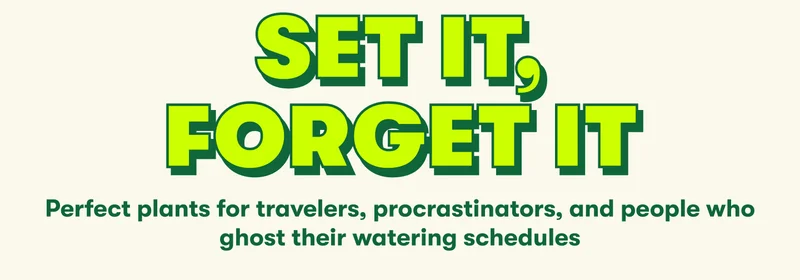 Set it, forget it. Perfect plants for travelers, procrastinators, and people who ghost their watering schedules
