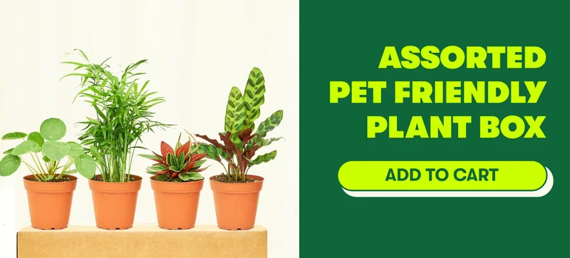 Assorted pet friendly box