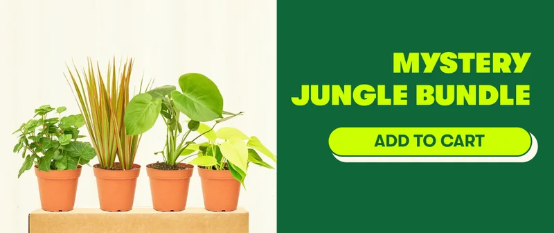 Mystery Jungle Bundle