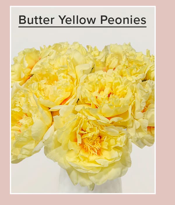 Butter Yellow Peonies