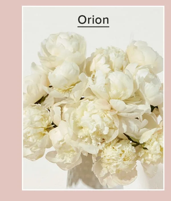 Orion Peonies