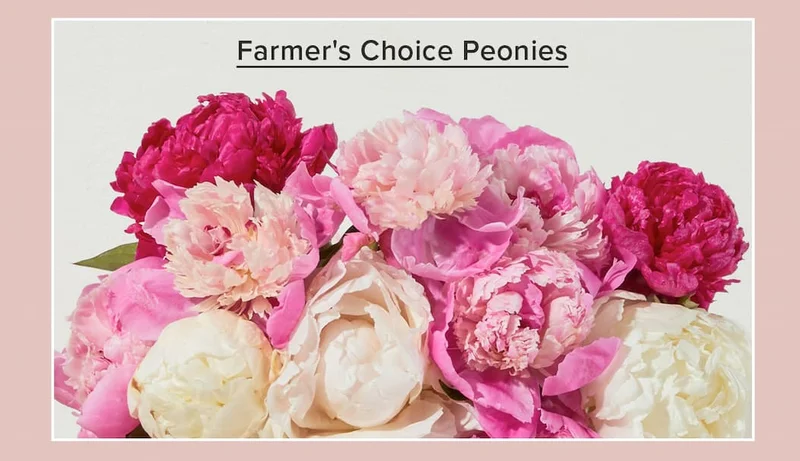 Farmer's Choice Peonies
