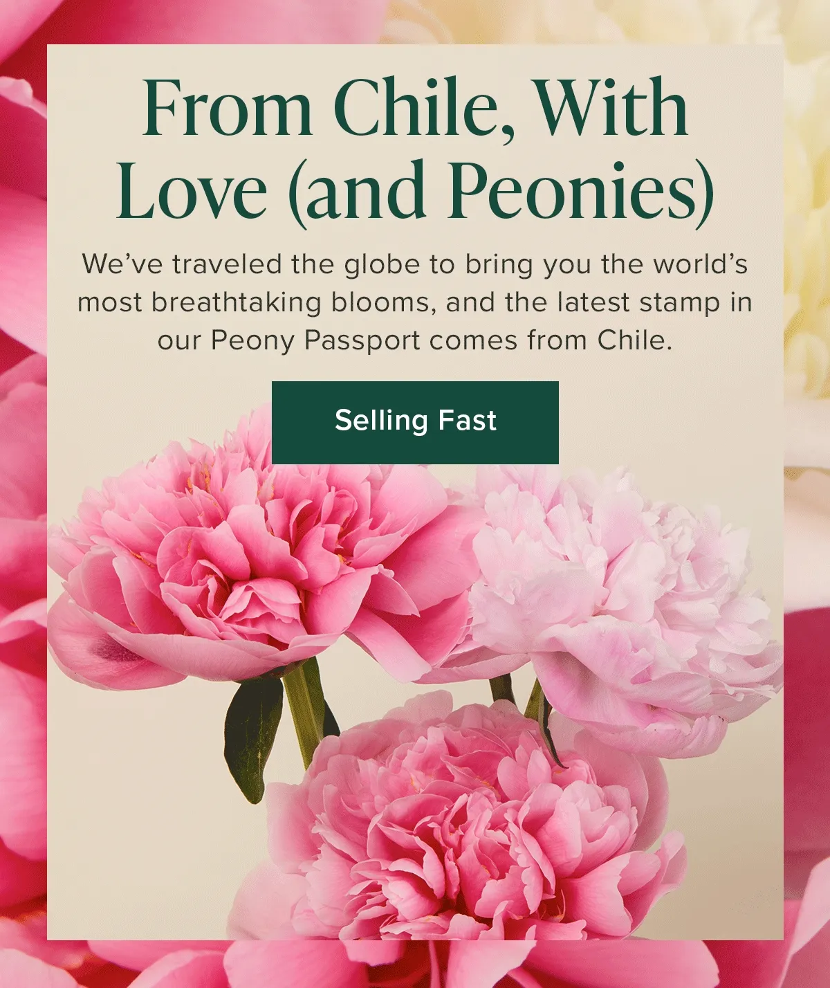 From Chile With Love (and Peonies). We've traveled the globe to bring you the world's most breathtaking blooms, and the latest stamp in our Peony Passport comes from Chile. Selling Fast.