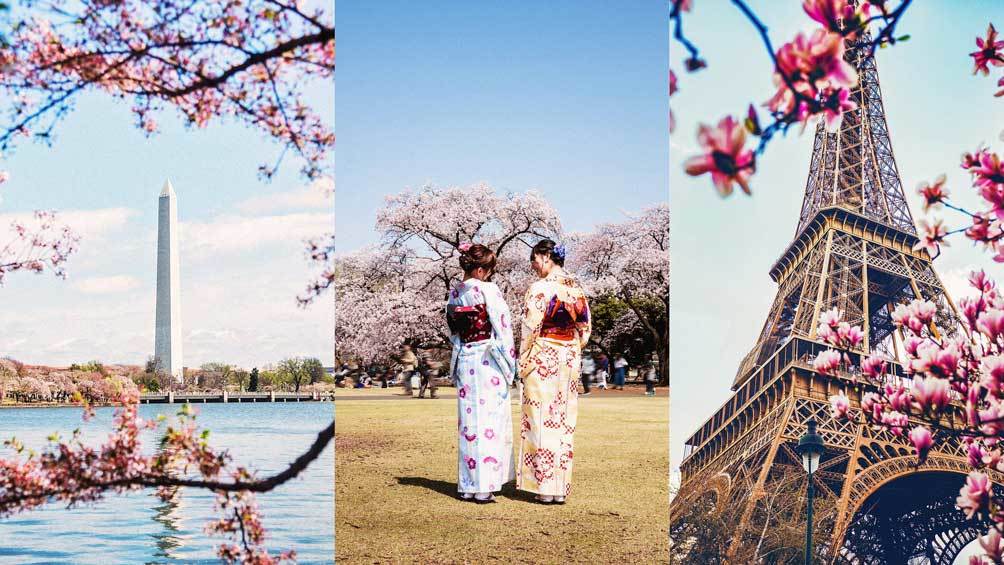 Image description: Cherry Blossoms seen in Washington D.C., Kyoto and Paris. Three images in a triptych.