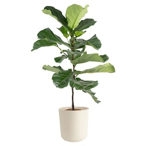 Up to 20% Off Select Costa Farms Plants