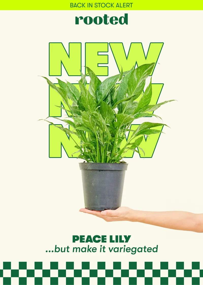 Variegated Peace Lily