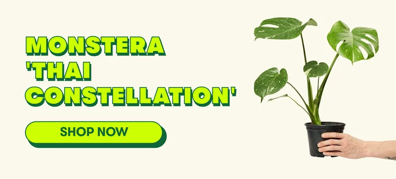 Monstera Thai Constellation